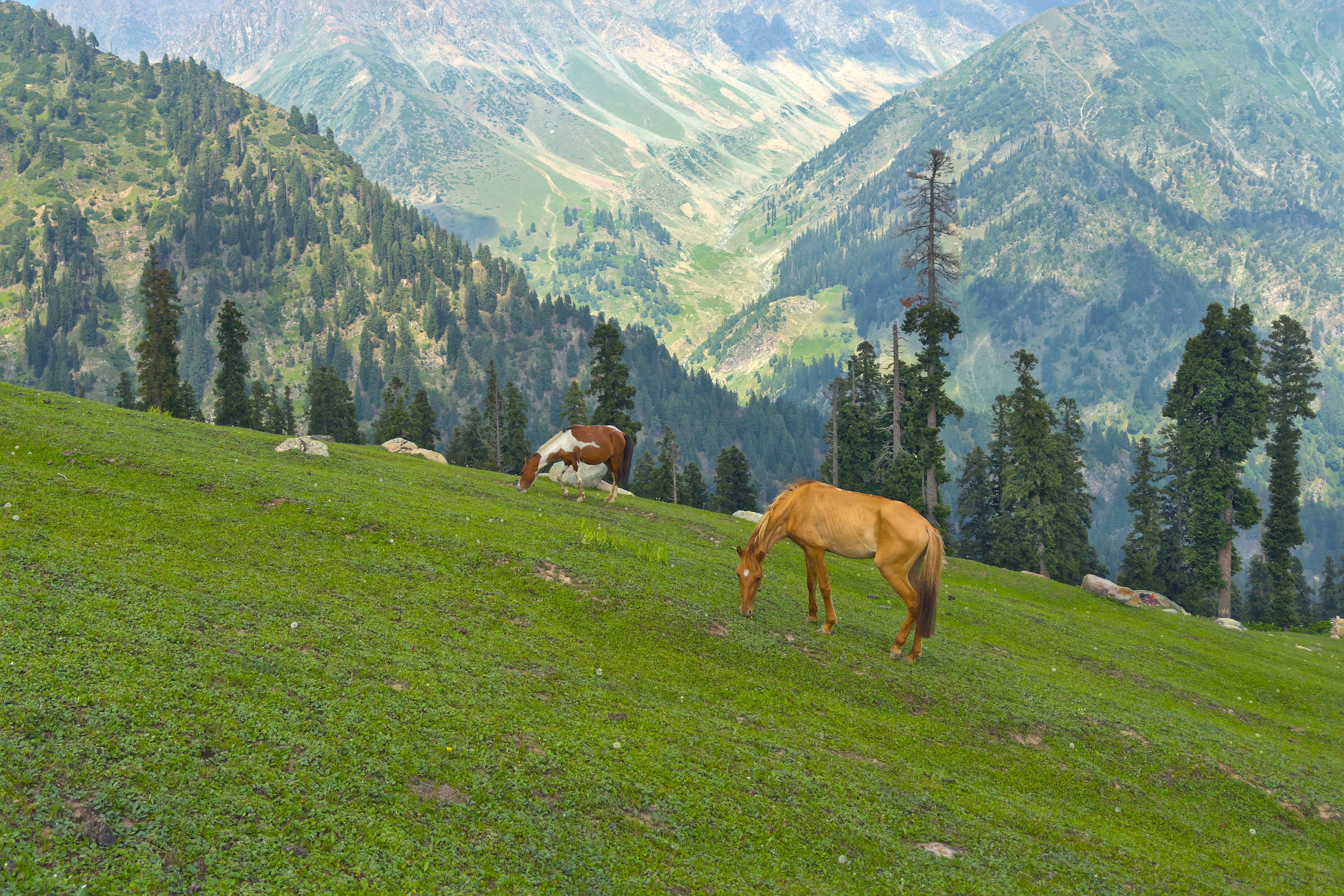 Horses grazing at Trunkol meadow on the way to the Gangabal lake in the northern Indian territory of Jammu and Kashmir.